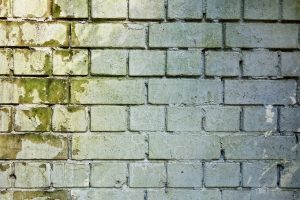 brick-wall-blight